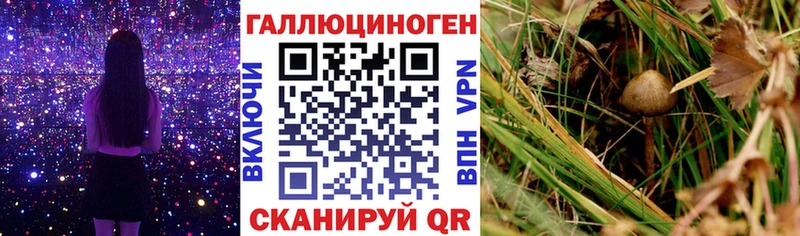 Псилоцибиновые грибы GOLDEN TEACHER  купить наркоту  Фрязино 